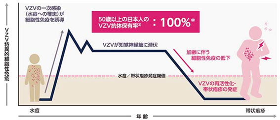 帯状疱疹について
